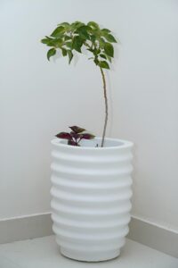 ring berry pots